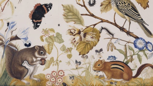 A `CAROLINA BROWN SQUIRREL' WITH BIRDS, BUTTERFLIES AND FLOWERS by Sarah Lethieullier, Lady Fetherstonhaugh (1725-88) in the Red Drawing Room at Uppark. Watercolour, signed and dated 1754.